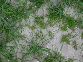 Straatgras in wintertarwe.jpg